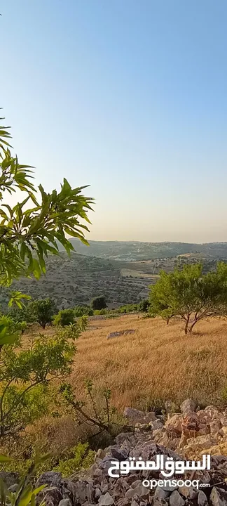 مزرعه  صغريه راقيه على قمه جبل مطله للغرب كوشان مستقل بسعر مميز جدا منطقه مزراع راقيه