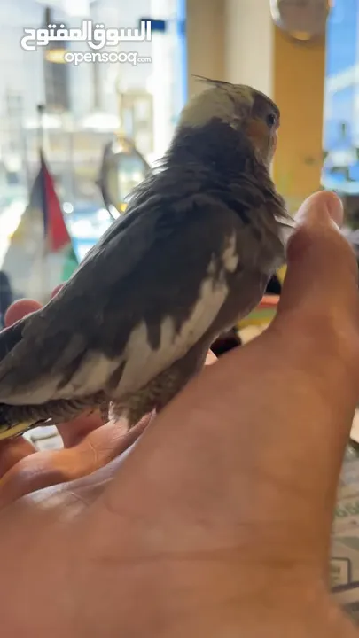 ببغاء الليف للبيع موقعه في خلدا