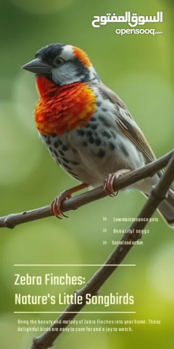 8 Beautiful and Healthy Zebra Finches with Large Spacious Cage Full Set for Sale :)