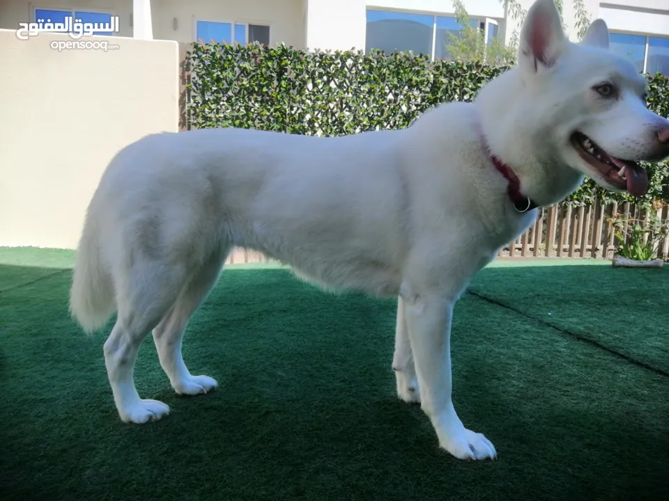 Huskey Siberian - Genuine Breed