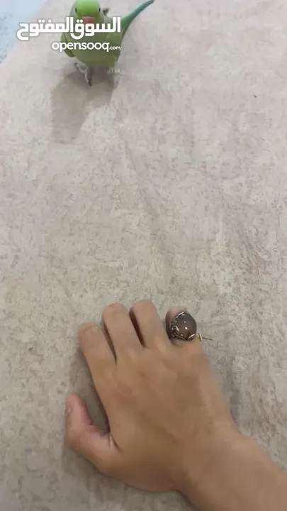ذكر دره اليف ومتكلم