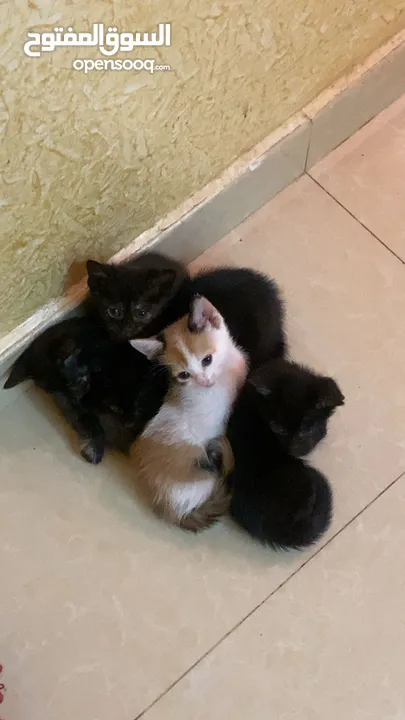 5 قطط صغار العمر شهر ونص مع امهم