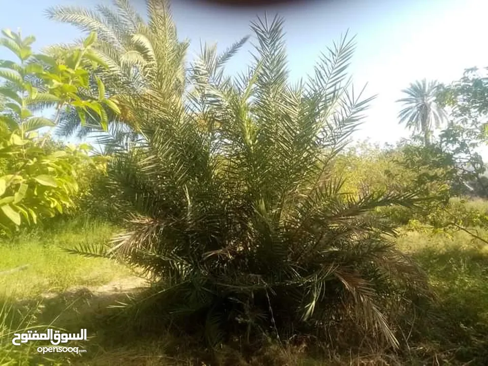 ارض للبيع في الحمه الاردنيه مزروع جوافه وكل انواع الحمضيات بثلاثه قواشين مستقلات ومتلاصقات لمالك واح