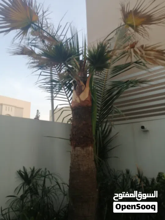 لتنظيف النخيل والواشنتونيا والاهتمام بالحدائق والثمار بكافه انواعها