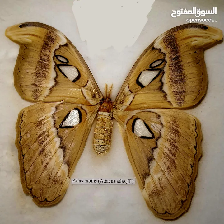 فراشة (atlas moth) اكبر فراشة بالعالم للبيع