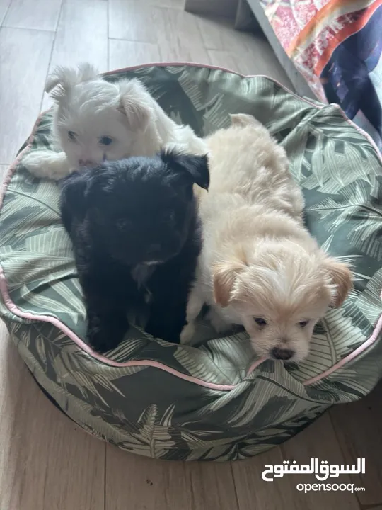 Maltipoo Puppies for Rehoming