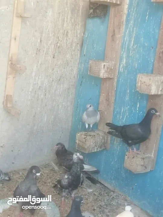 حمام للبيع