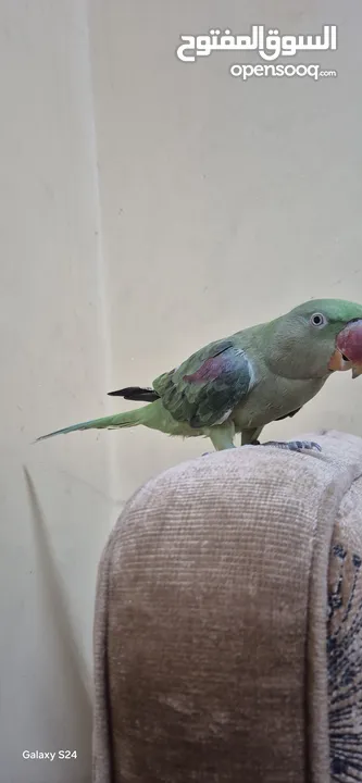 متوة نثية نيبالية أليفة ومتكلمة