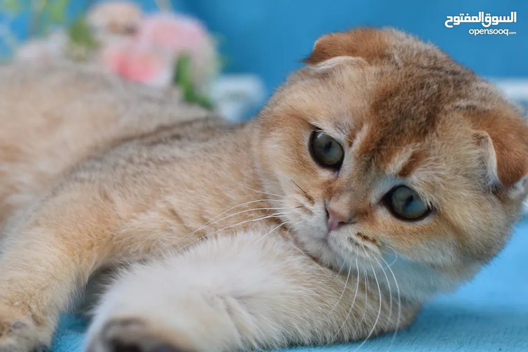 Scottish fold