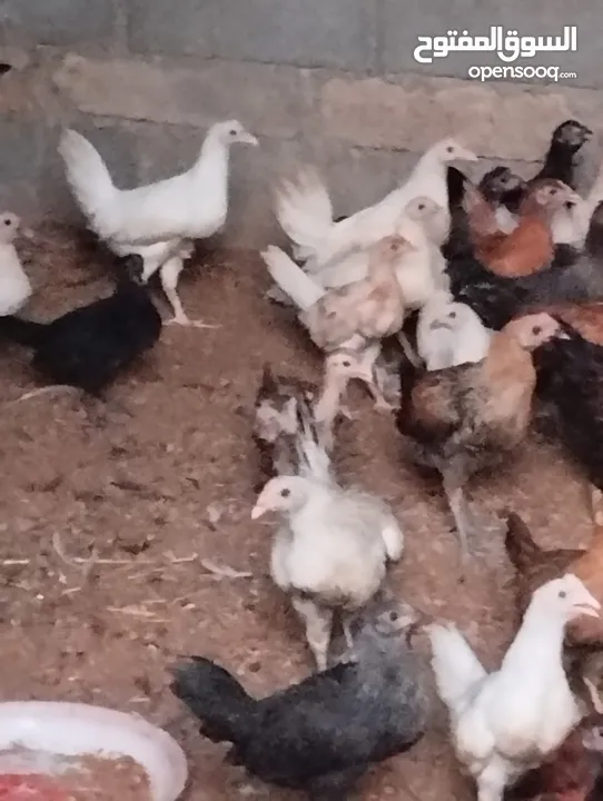 للبيع دجاج عماني