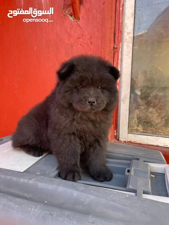 chow chow noir chiot age 45 jeur vaccine