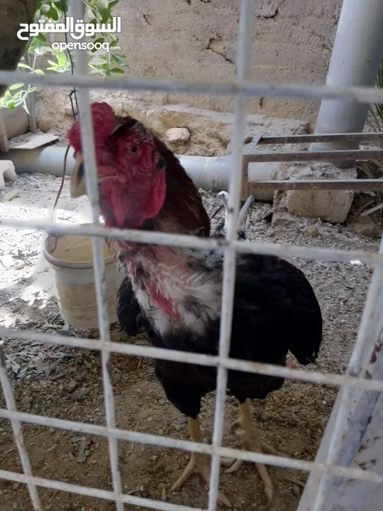 ديك وجاجه باكستاني للبيع