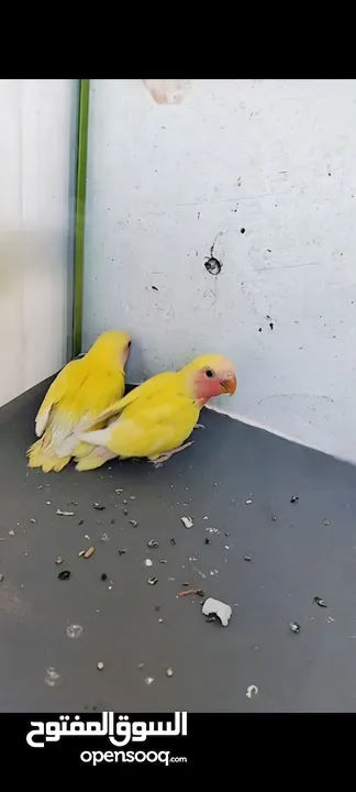فراخ روز لاتينو عين حمرا