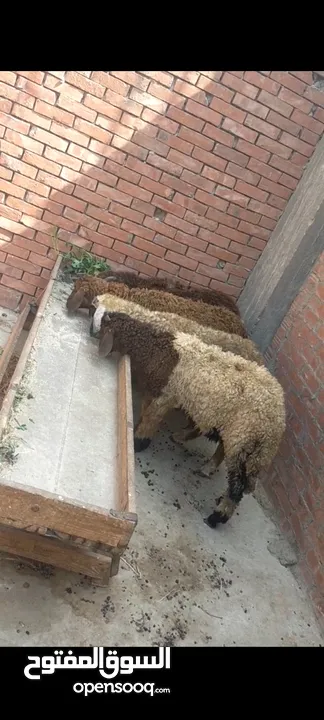 متاح4دكره خشنين 4خرفان  النوع/أوسيمي ورحماني غنم تربيه بيتي