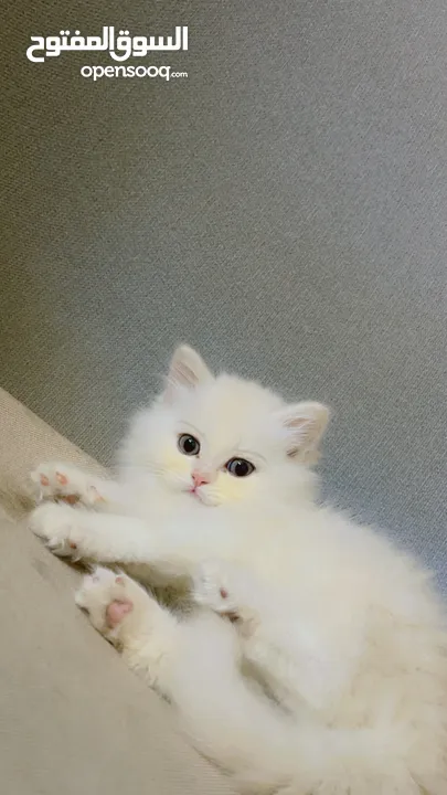 Persian mix kitten