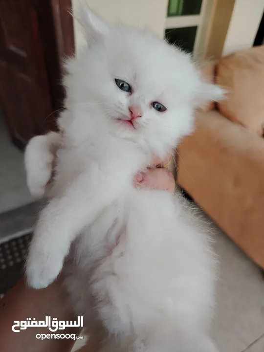 هيمالايا شيرازي kitten