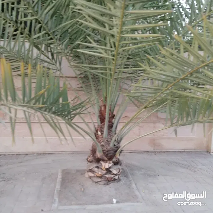 لتنظيف النخيل والواشنتونيا والاهتمام بالحدائق والثمار بكافه انواعها