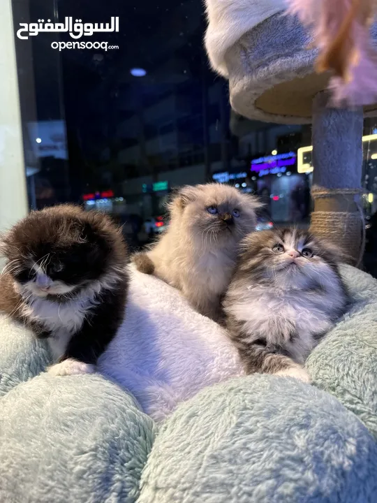 Himalayan Scottish fold Persian all kinds of kittens available in our store