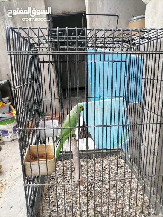 جوز بغبغاء دره هندي أخضر تحتهم افراخ للبيع
