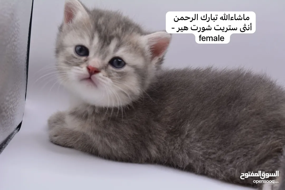 سكوتش كيتن فولد وستريت الوان مميزه ليلك ومشمشي وغيرها 15 كيتن