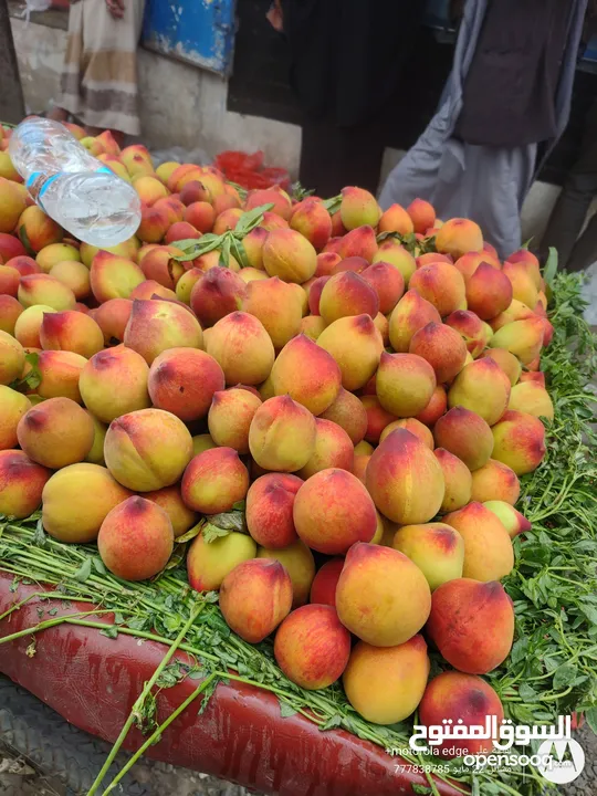 شتلات خوخ خارجي  متوفر جميع الاحجام والاصناف  مشاتل 22 مايو