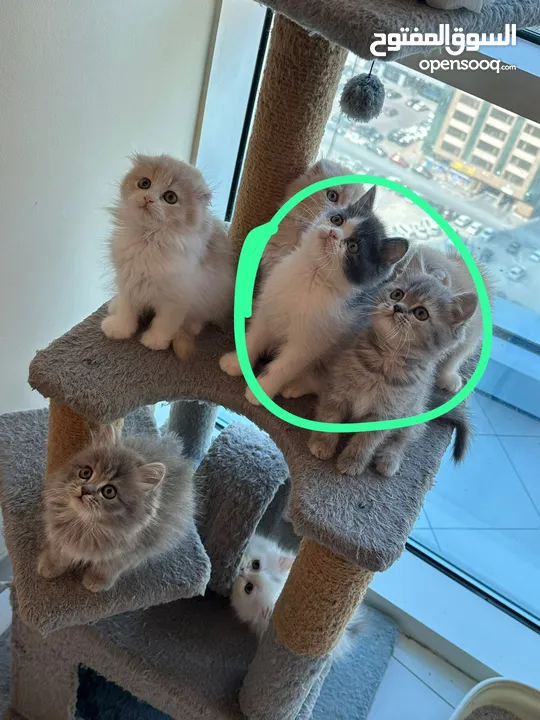 Scottish Fold Kittens