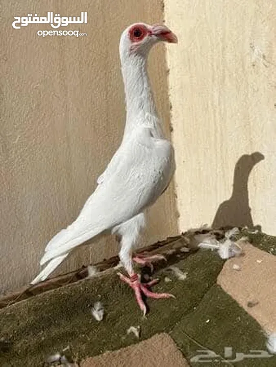مطلوب طيره بغداديه