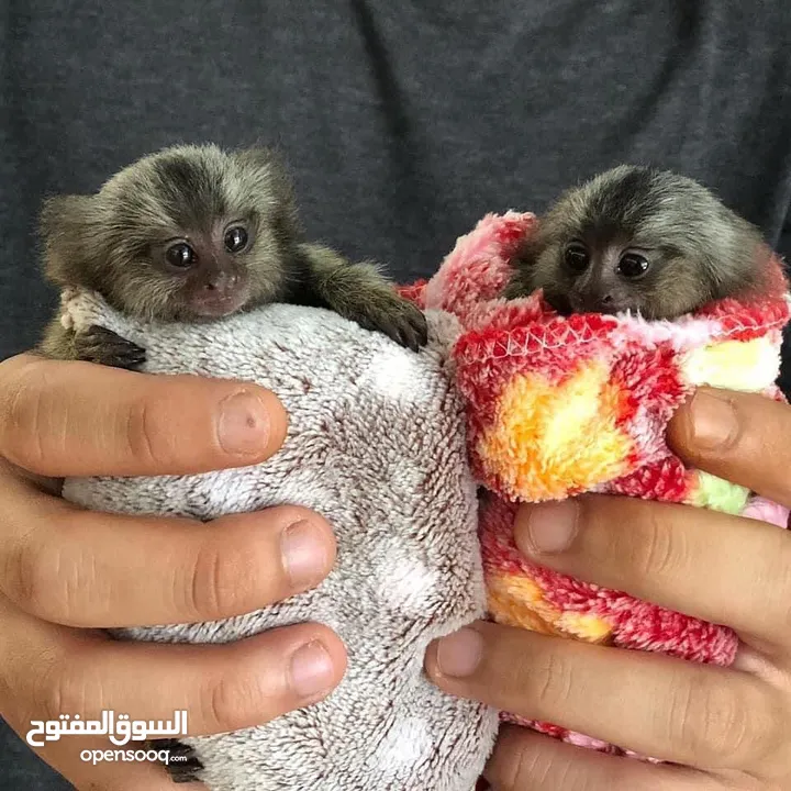 Home trained marmoset