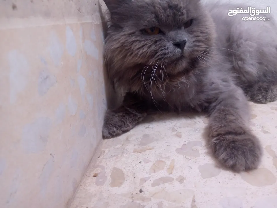 قط للبيع بسعر مناسب
