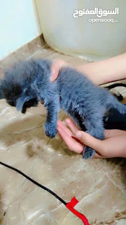 كلب بيت بول ذكر للبيع يوجد انثه  مطيعه ....... كلب ذكر روت ويلر