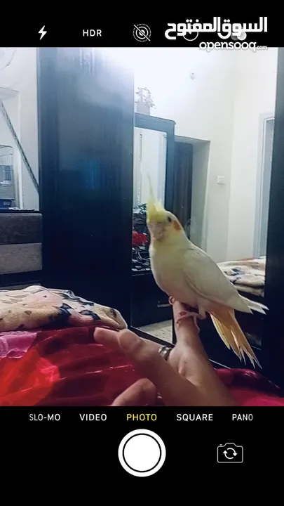 ببغاء زق يدوي  كوكتيل