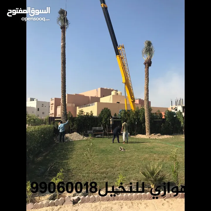 اهوازي للنخيل جميع مناطق الكويت/تلقيح النخيل/بيع وشراء النخيل/نقل نخيل وفسايل/تكريب/تسميد/تنظيف/