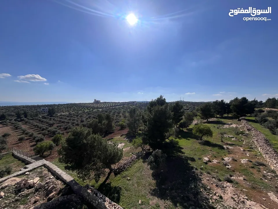 فرصة العمر مزرعة زيتون راقية  طريق اربد عمان كافه الخدمات 17 دونم و نص منتجه