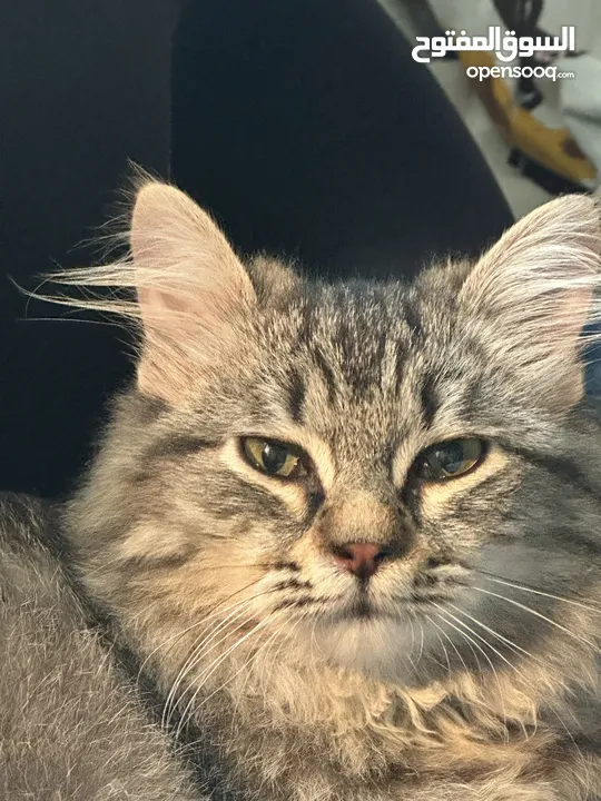 Siberian cat Free Adoption