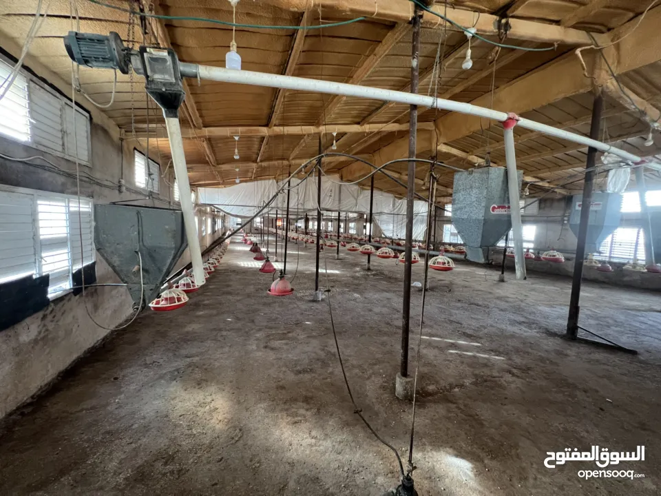مشروع دواجن متكامل وجاهز للإنتاج – ليس مجرد أرض