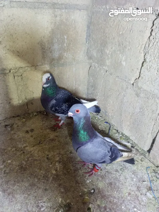الحمام البيع في السلط