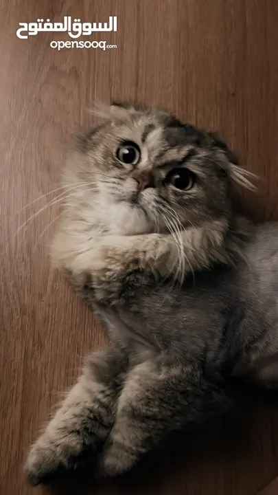 قطط سكوتش فولد  Scottish fold