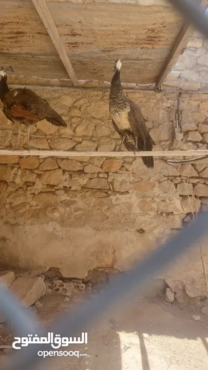 ذكر طاووس وجوز اناثي