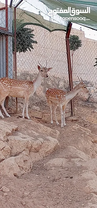 شاليهات جاهزة عدد 2 في الاردن