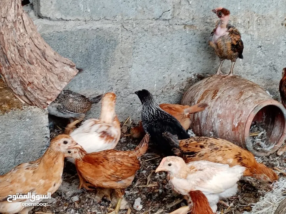 للبيع دجاج عماني سعر الحبه ريال