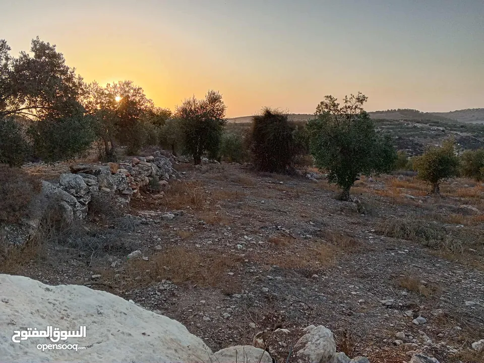 ارضـ مزروعـة زيـتـونـ للـبـيـعـ فيـ صـوريـفـ