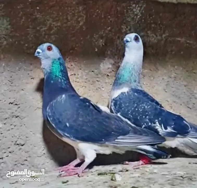 بسم الله الرحمن الرحيم   متاح بالصلاة على النبي   مسود قراقطه شامي   مطوق احمر   مطوق اسود   عنابي ا