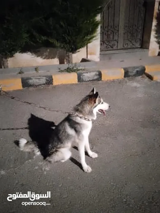 60 دينار اردني