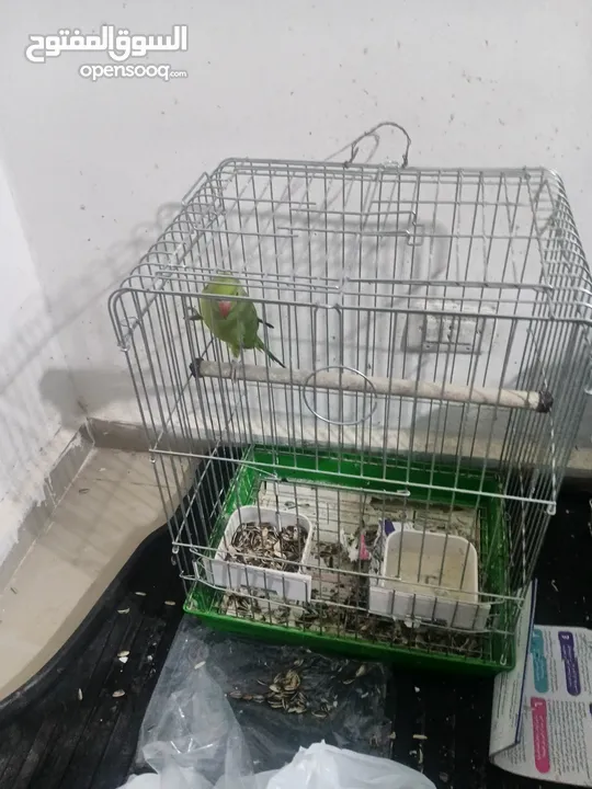 جوز روز وجبة دره