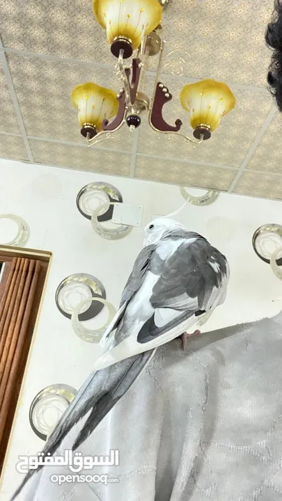كروان على السوم