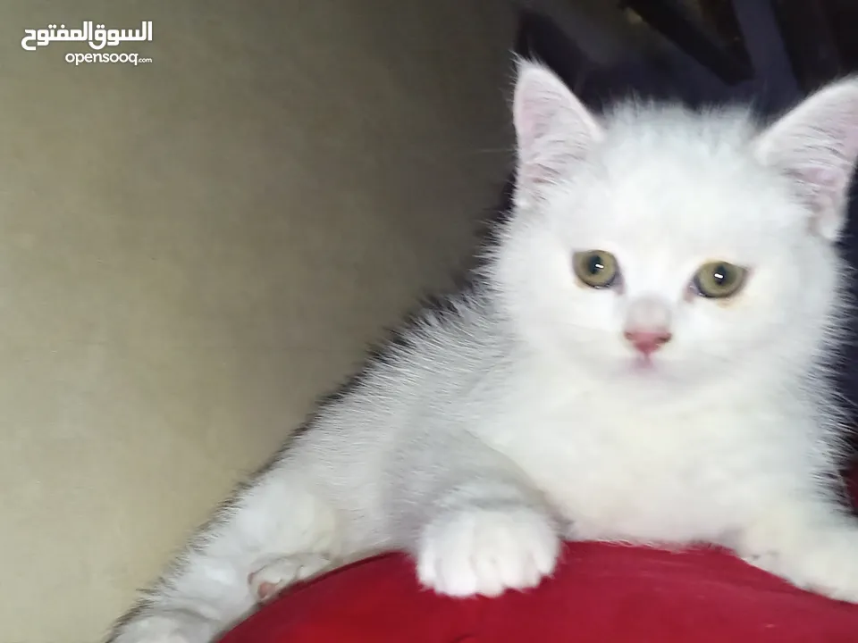 قطه كتن بيبي 3 شهور ابيض   و قطة سيامي و قط شوكلت   وبصحه ممتازه ماخذه المطاعيم قطة مداعبة هملايا