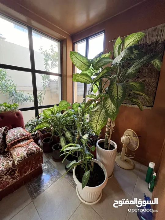 زرعات ديفنباخيا كبيرة مع الأصايص  Large Dieffenbachia Plants with Pots