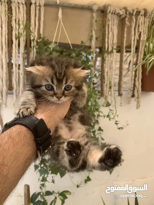 كتنز مكس سكوتش ستريت وبريتش فولد للبيع