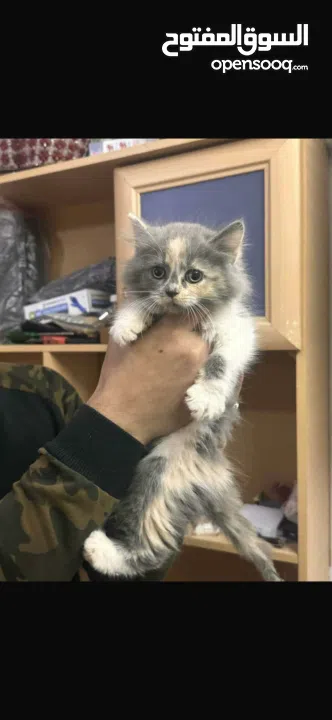 قطه شيرازي 5 شهور مع كامل اغراضها لون مميز