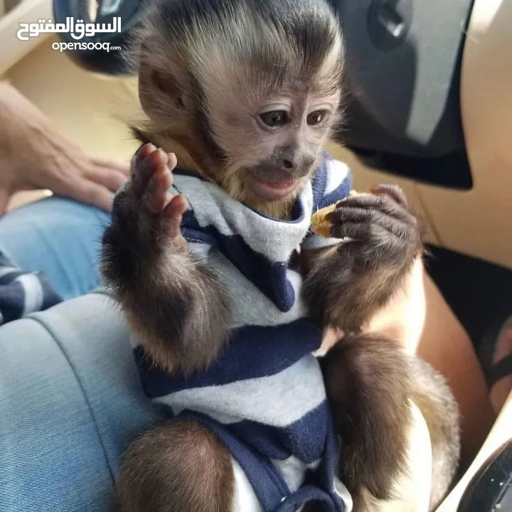 Amazing Capuchin Monkeys for Sale